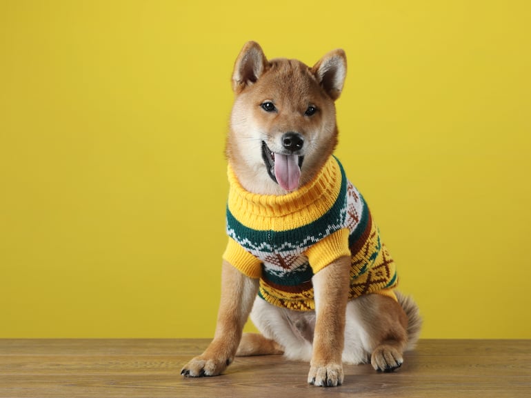 Perro con pulover.