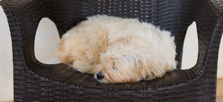 Perro cansado, acostado.