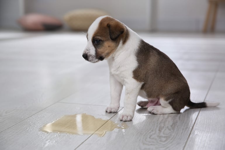 Cachorro de pelaje marrón y blanco sentado en un suelo de madera, con un charco de orina delante en un ambiente luminoso.