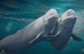 Ballenas beluga, imagen ilustrativa.
