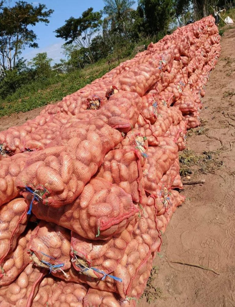 Con la producción nacional de papa se cubre la demanda diaria, estimada entre 170.000 y 180.000 kilos.