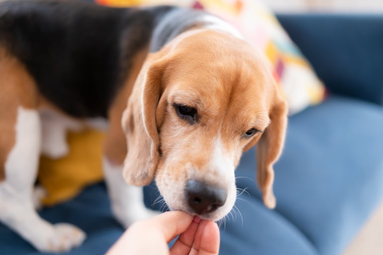 Perro de la raza beagle, conocido por ser terco.