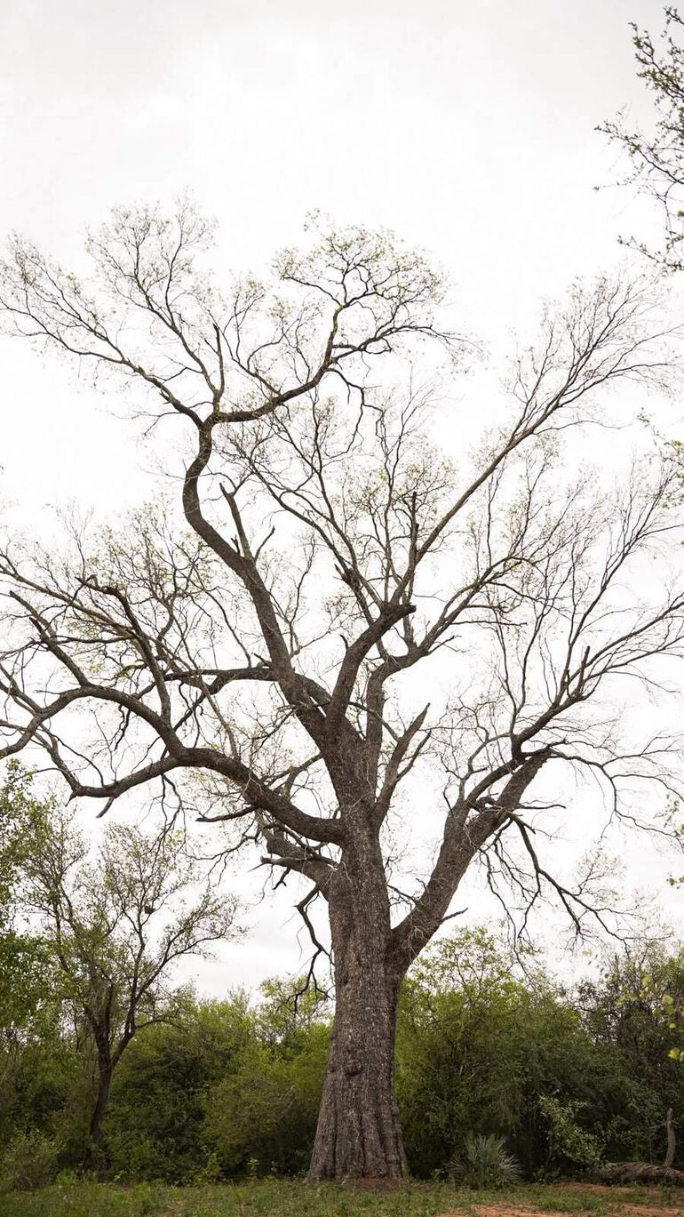 Árbol sin hojas, tronco grueso y ramas con brotes verdes, rodeado de vegetación verde en un ambiente sereno y natural.