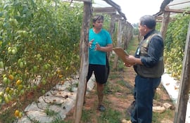 Tecnico del Senave fiscaliza la producción nacional de tomate. El MAG ni el Senave no muestran fotos de cosecha de tomate nacional, muestran los tomates ya en caja en los depositos.