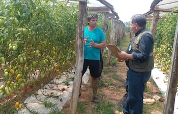 Tecnico del Senave fiscaliza la producción nacional de tomate. El MAG ni el Senave no muestran fotos de cosecha de tomate nacional, muestran los tomates ya en caja en los depositos.
