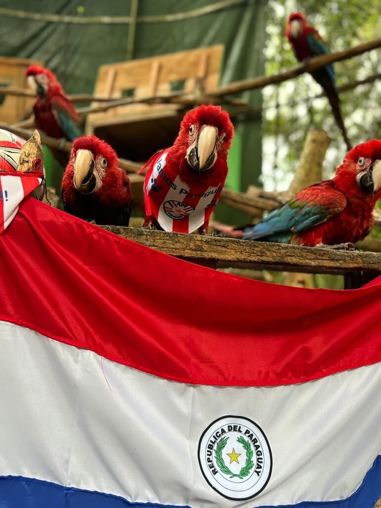 Guacamayos del refugio de la EBY con los colores de la Albirroja.