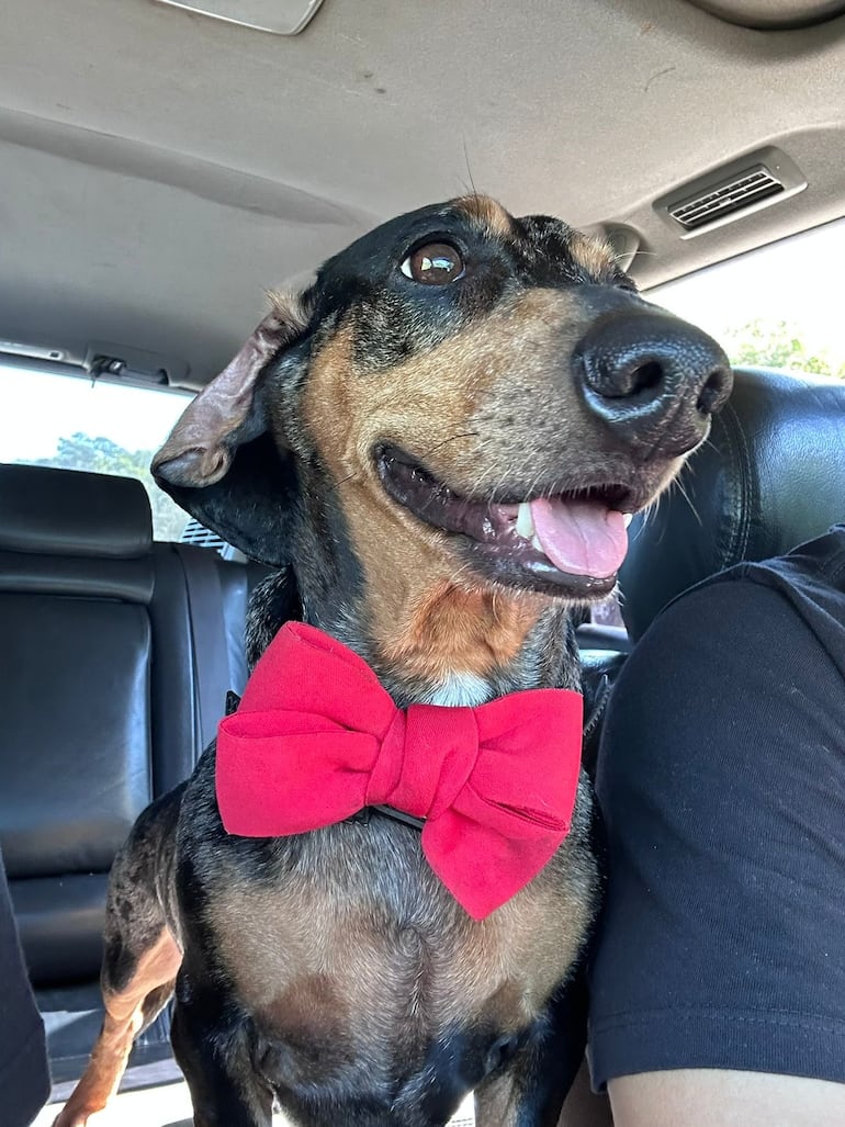 Loki se perdió en la zona de Azcurra, en la ciudad de Pirayú.