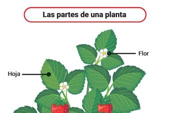 Las partes de las plantas y sus cuidados