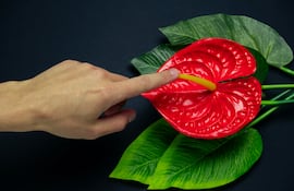 Mano masculina toca una flor. Concepto de clítoris.