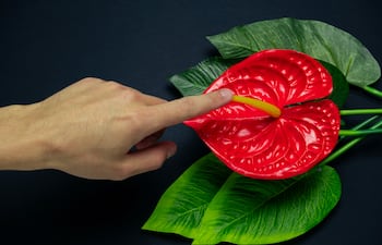 Mano masculina toca una flor. Concepto de clítoris.