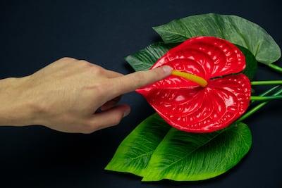 Mano masculina toca una flor. Concepto de clítoris.