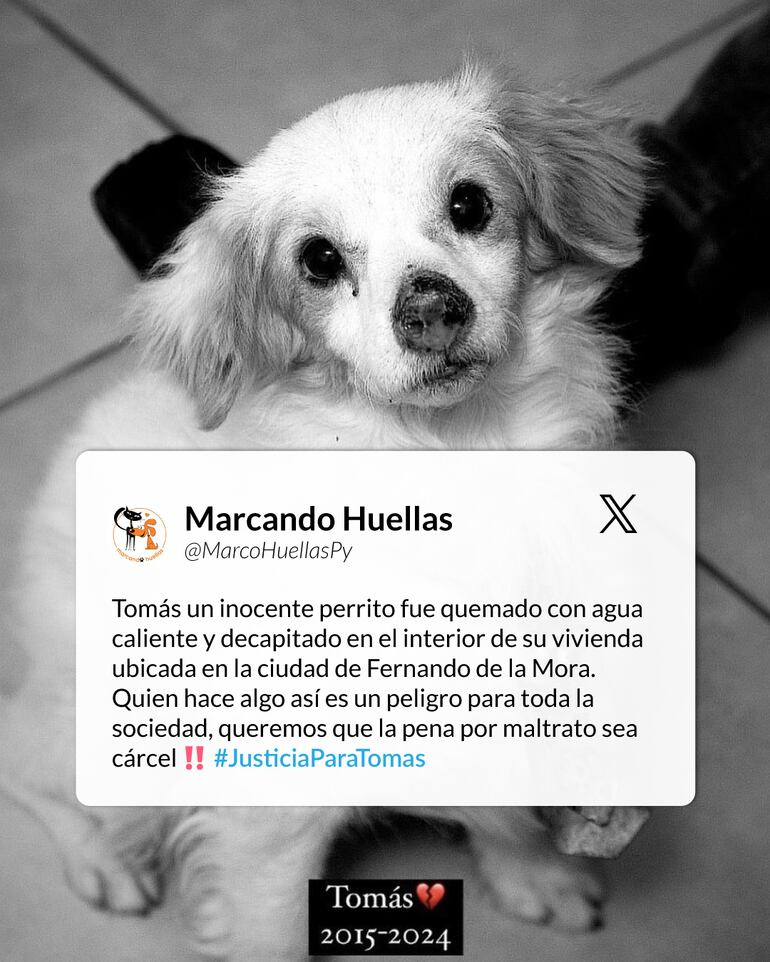 Según la página de adopción, Tomás fue quemado con agua caliente y decapitado.