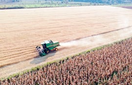 Un mes atrás, los dirigentes campesinos estuvieron trabajando en forma intensa en la cosecha de trigo. Ahora están sembrando granos en tierras que invadieron en nombre de la “pobreza”.