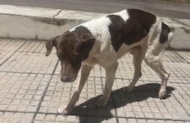 Tierno fue visto por última vez en inmediaciones de Casa Rica, sobre la avenida Molas López.