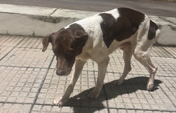 Tierno fue visto por última vez en inmediaciones de Casa Rica, sobre la avenida Molas López.