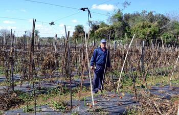 desolacion-el-productor-armando-quintana-muestra-lo-que-queda-de-su-plantacion-de-tomate-tras-las-heladas-del-mes-pasado-perdio-practicamente-toda-210528000000-1617686.jpg