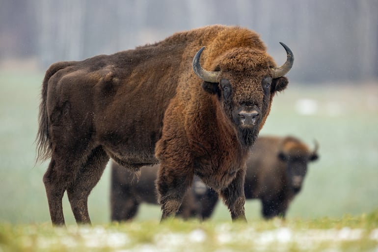 Bisonte europeo (Bison bonasus).
