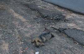 Un ejemplar de aguara´i yace al costado de la avenida Silvio Pettirossi, frente al Parque Guasú.