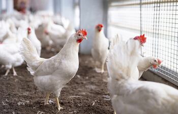 8% de crecimiento del rubro avícola para 2025