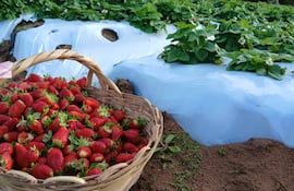 Frutillas recién cosechadas en Kokue Guasu.