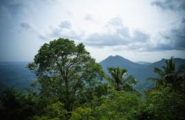 Árboles en la selva amazónica.