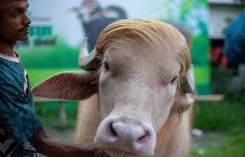 Esta fotografía tomada el 17 de mayo de 2026 muestra a un cuidador atendiendo a un búfalo albino apodado “Donald Trump” en venta antes del Eid al-Adha en una granja de ganado en Narayanganj.