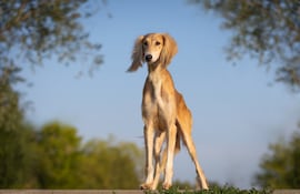 Perro de la raza Saluki.