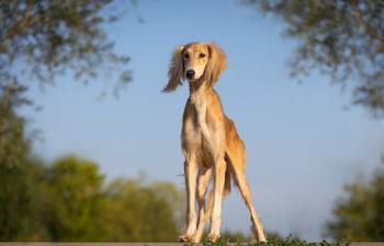 Perro de la raza Saluki.
