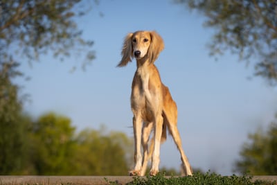Perro de la raza Saluki.