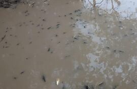 Los peces muertos aparecen en el río Pirapó y preocupa a los pescadores de la zona de Yegros especialmente.