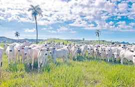 Control de malezas leñosas para revalorizar el campo.