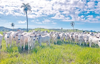 Control de malezas leñosas para revalorizar el campo.