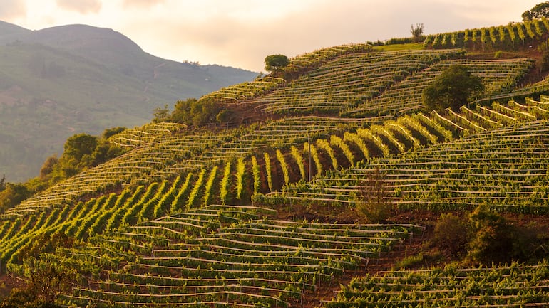 Viñas bolivianas. Los valles donde crecen estos viñedos se encuentran entre 1.700 y 3.000 metros sobre el nivel del mar.