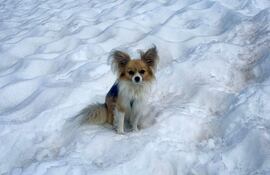 Un perro chihuahua que ayudó a los rescatistas a encontrar a su dueño, quien había caído en una grieta en el glaciar Fee, sobre Saas-Fee, en el oeste de Suiza.