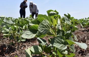 Solo con años de trabajo se pueden lograr variedades de soja con características de resistencia y de rendimiento.