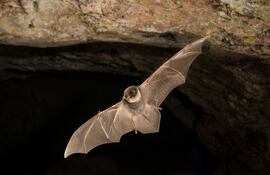 Un murciélago despliega sus alas y vuela dentro de una cueva.