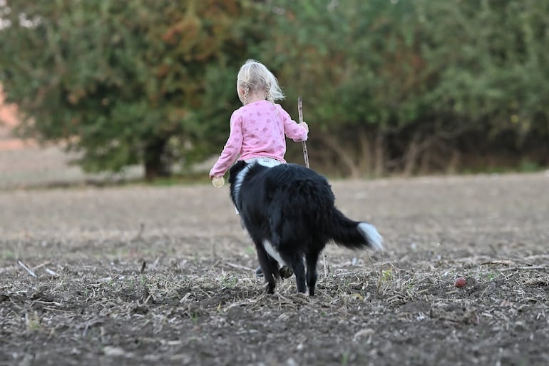 Perro border collie con una niña.