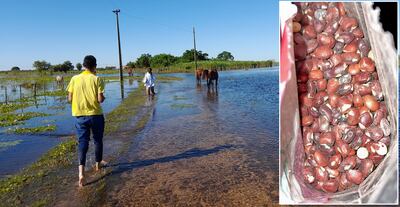 A la derecha, personas afectadas por las inundaciones en San Juan Ñeembucú. A la derecha, víveres en mal estado que había entregado el Gobierno.