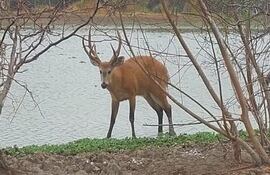 Este hermoso ejemplar de Ciervo del Pantano fue visto en la reserva natural Toro Mocho en el departamento de Boquerón.
