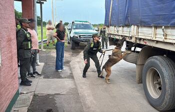 El can antidrogas olfatea el camión que trasladaba la carga de marihuana entre bobinas de almabre.