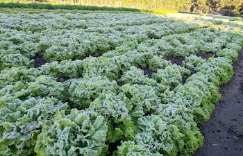 Imagen de archivo. Heladas afectando a la producción hortícola