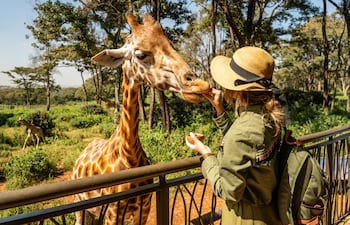 Turista con una jirafa en Kenia.