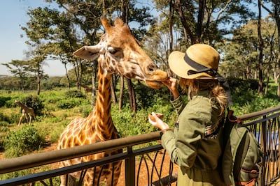 Turista con una jirafa en Kenia.
