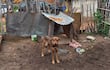 Uno de los perros encontrados en el lugar luego de la intervención de Defensa Animal.