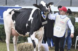 La vaca más productora de la Expo entrego 45,1 litros de leche en dos ordeños, y pertenece a Philip Hildebrand.