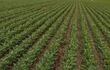 Cultivo de soja zafriña en pleno desarrollo tras las lluvias. Archivo.