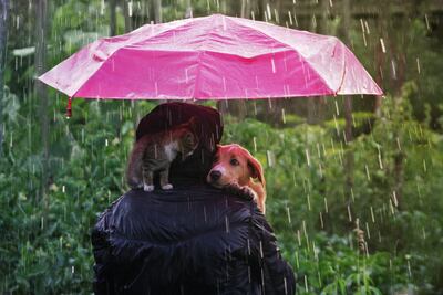 En días de lluvia optá por salidas más cortas y frecuentes en lugar de un largo paseo con tu perro o con tu gato.