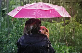 En días de lluvia optá por salidas más cortas y frecuentes en lugar de un largo paseo con tu perro o con tu gato.