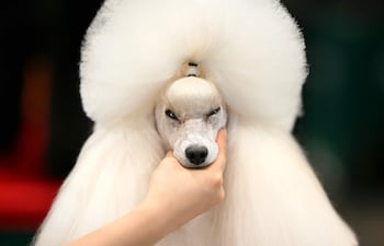 Un perro de la raza poodle