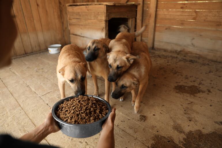 Una de las mejores maneras de ayudar es colaborar con refugios y organizaciones dedicadas al rescate y cuidado de animales callejeros.